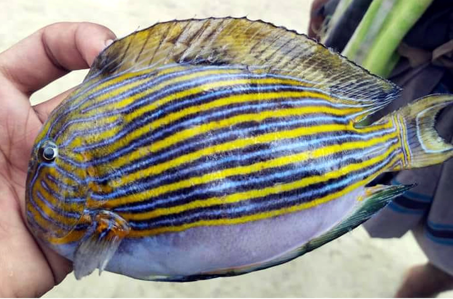 2e69b99e-5df7-45d6-8167-29b754011470