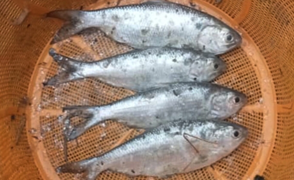 e91164ba-951b-4474-8af1-1fdee8118fd5