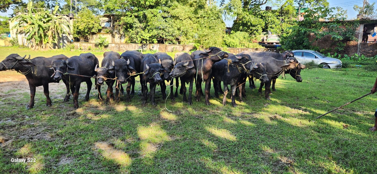 9dd53c82-dac4-4180-9814-753dbab07fba