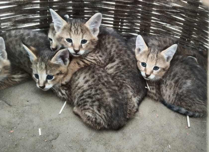 a9a5ff5c-f50c-4b2d-9913-916fc6e00481