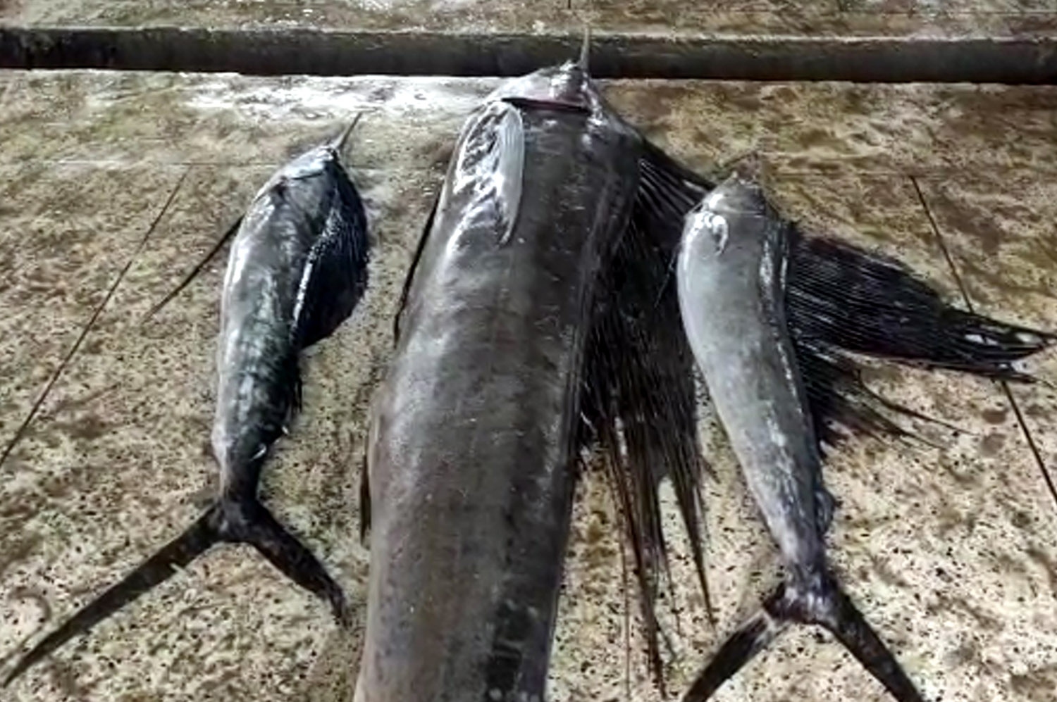 1a135795-864e-426a-bd27-3704506a3dcf