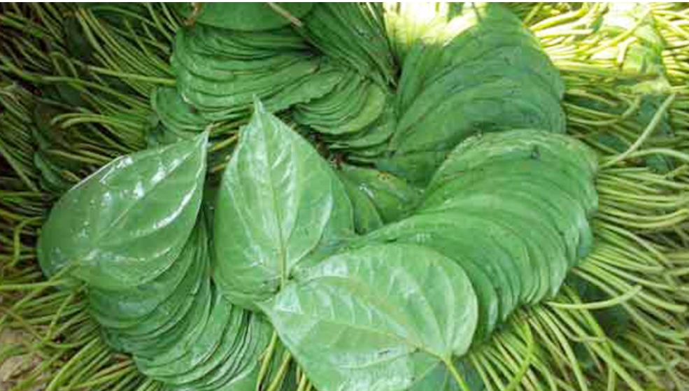 13ab648a-c217-4c6d-84a6-c07717a2b289