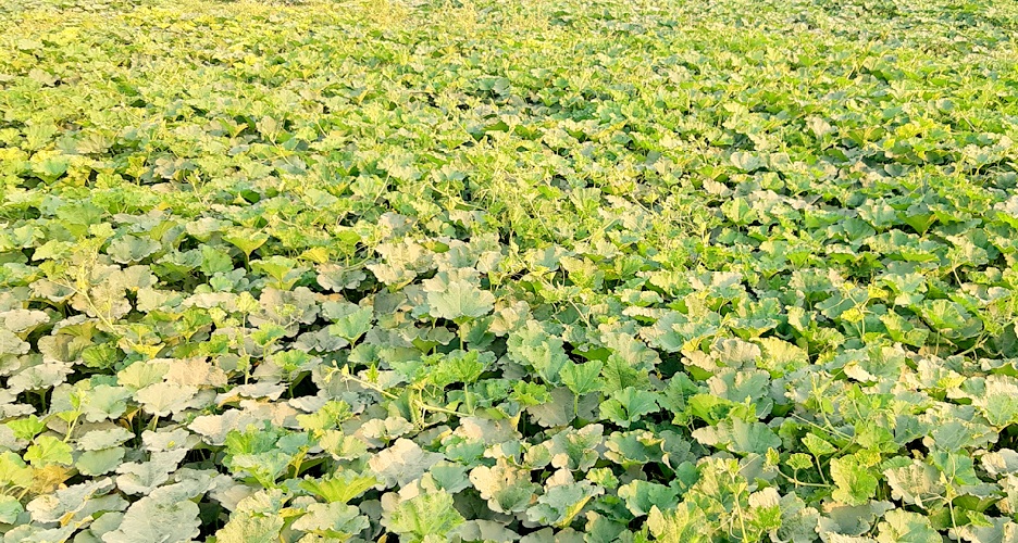 d10c060f-de78-4da7-8a09-09adaa081fae