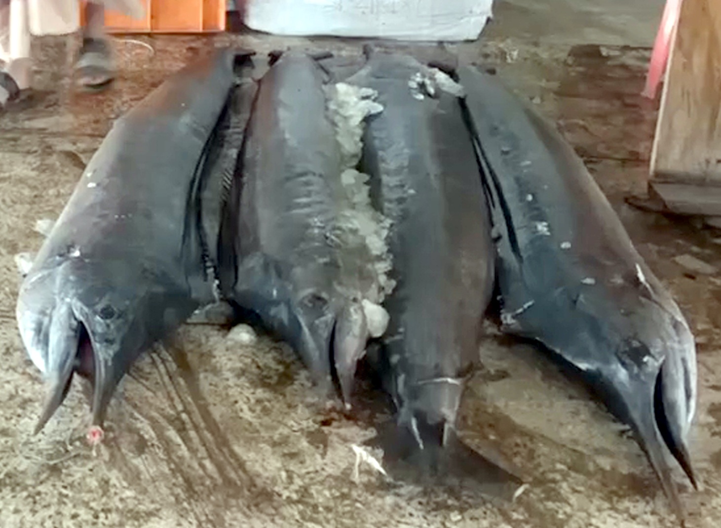 b3903201-ab3d-4299-bb9a-74902ec681ea