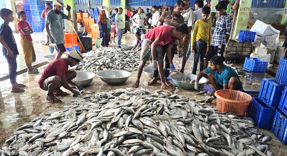 মধ্যরাত থেকে শুরু হচ্ছে জাটকা ইলিশ আহরণে ৮ মাসের নিষেধাজ্ঞা