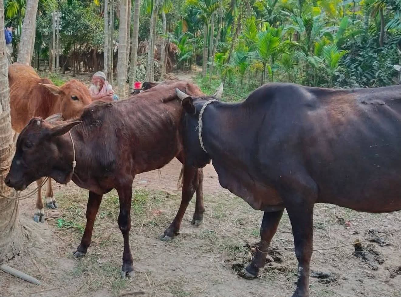 মেহেন্দিগঞ্জের ২৫ টি চোরাই গরু জব্দ, আটক -৩