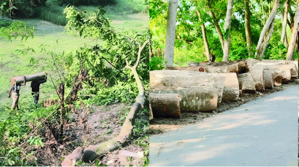 ফরিদপুরে খাল পুনঃখনন নাকি বৃক্ষ নিধন!