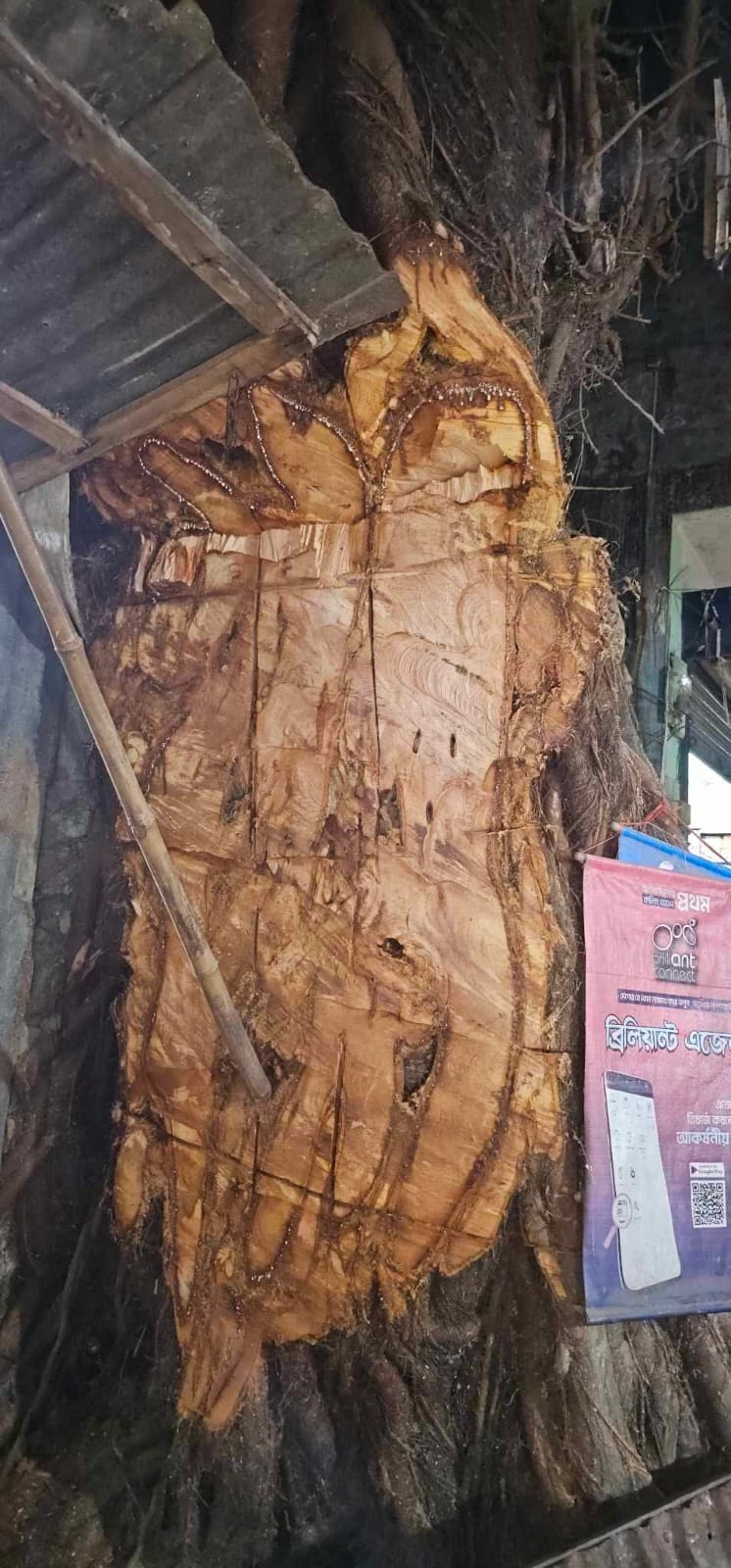 ঝালকাঠিতে শতবর্ষী গাছ কাটার ৬ মাসেও নেই আইনি ব্যবস্থা, এলাকাবাসীর ক্ষোভ