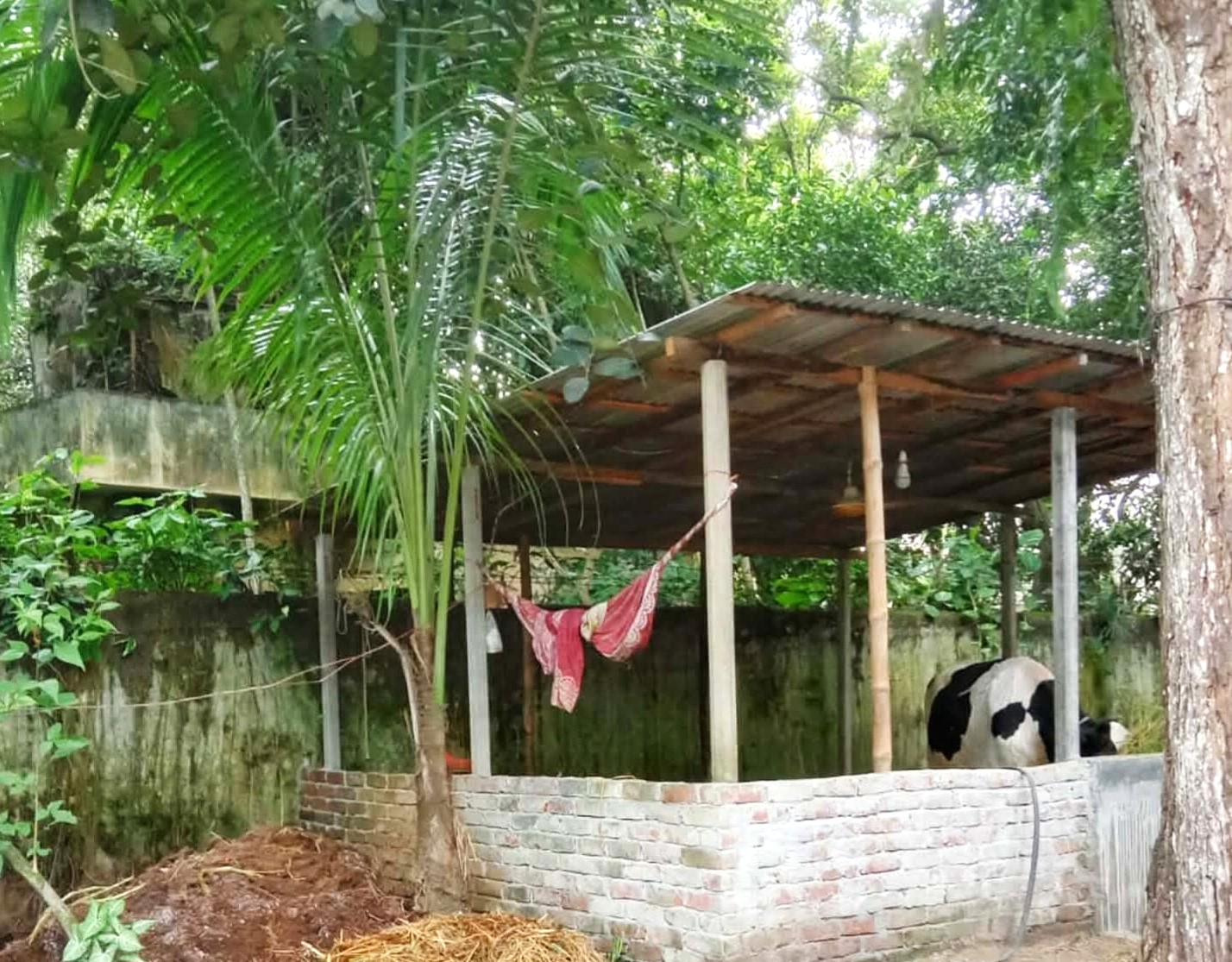 শ্রীবরদীতে সরকারি কোয়ার্টারে ইউএনওর গাড়িচালকের গোয়ালঘর