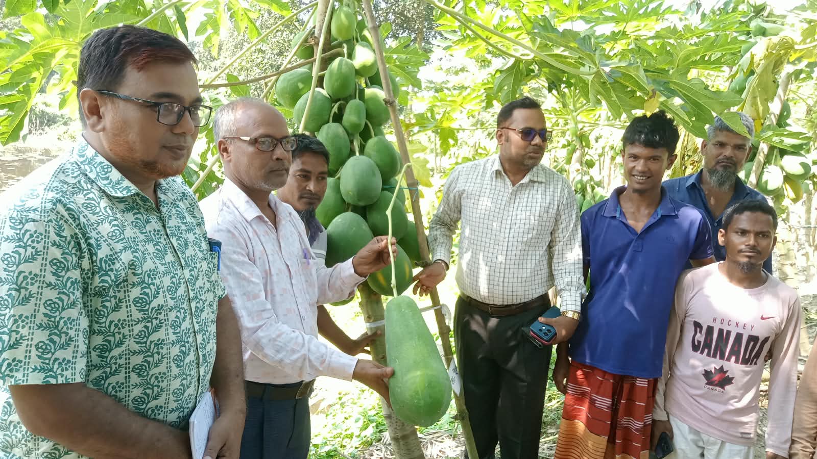 বোচাগঞ্জে পেঁপে চাষে ৩ যুবকের সাফল্যের স্বপ্ন