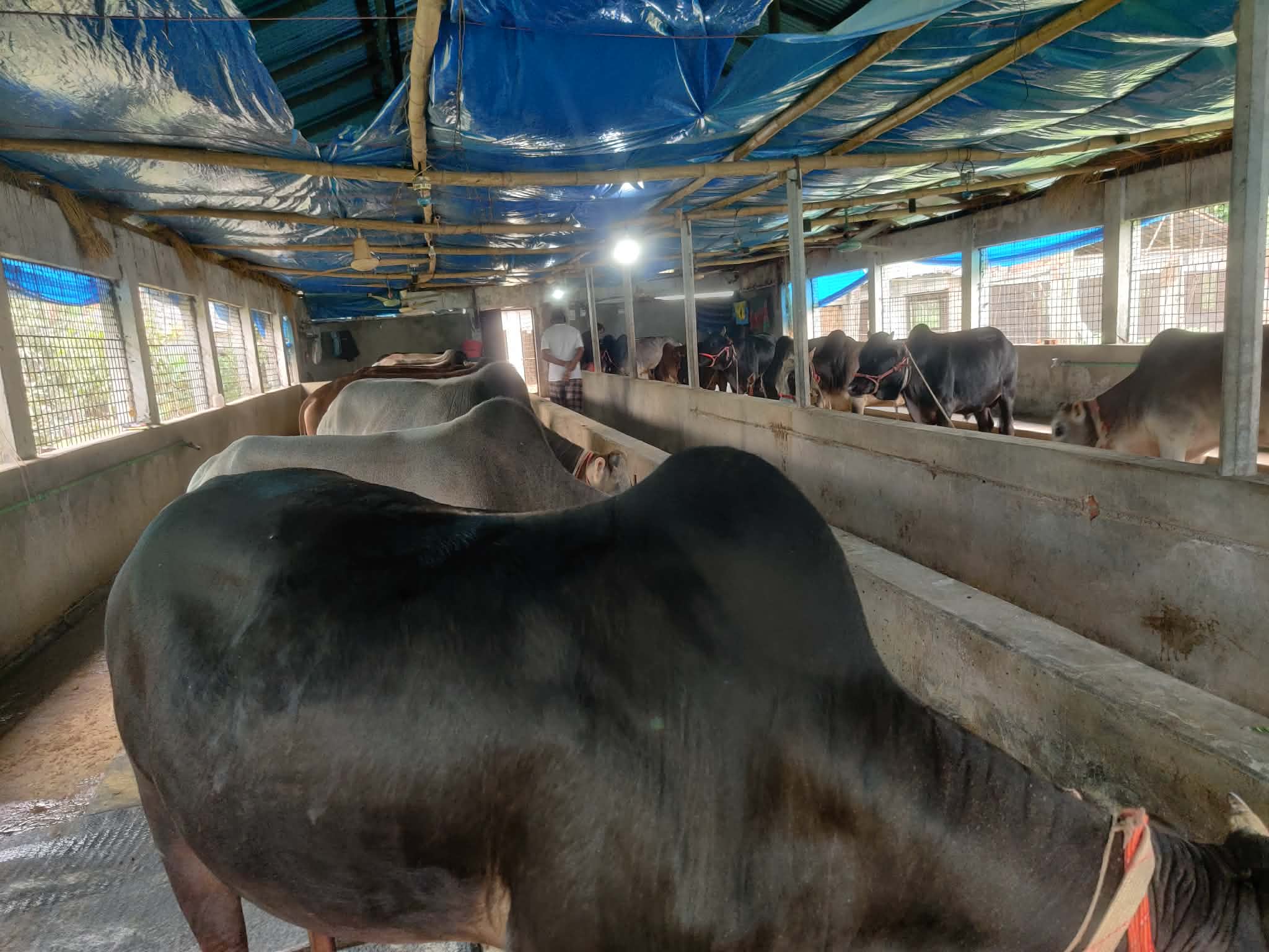 বোচাগঞ্জে কোরবানির প্রস্তুতি তুঙ্গে, উদ্বৃত্ত থাকবে ৭ হাজারের বেশি পশু