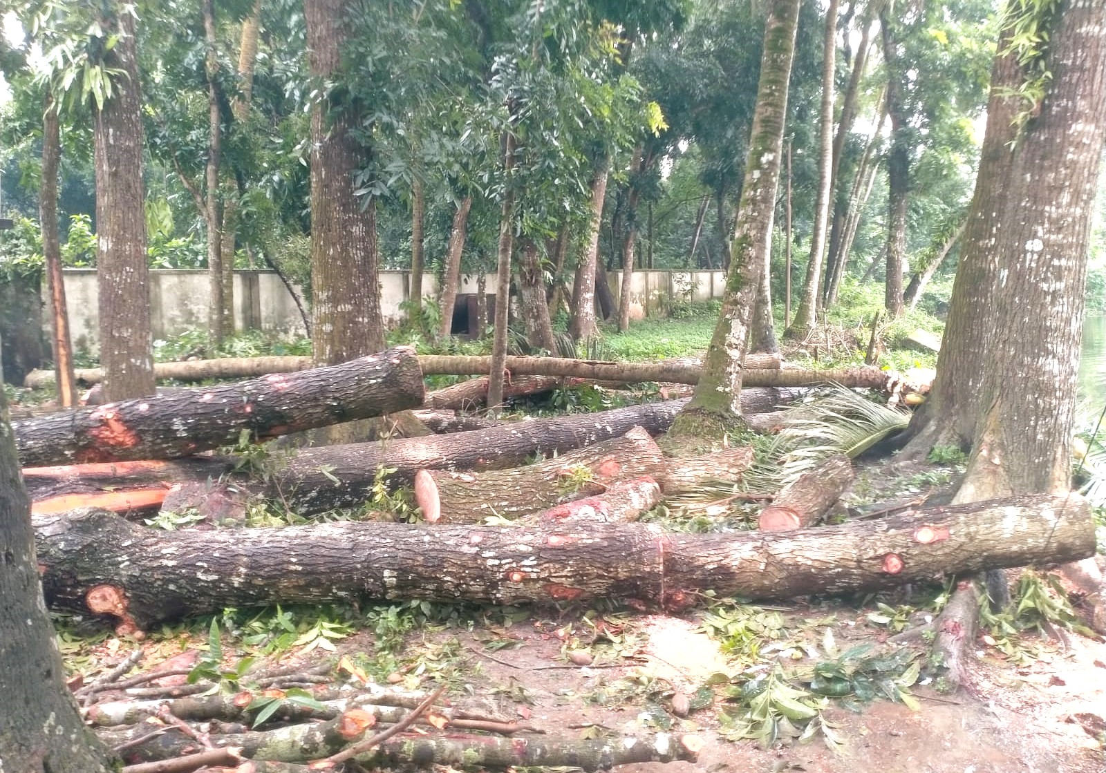 বানারীপাড়ায় টেন্ডার ছাড়াই উপজেলা স্বাস্থ্য কমপ্লেক্সের ১৪টি  গাছ বিক্রি !