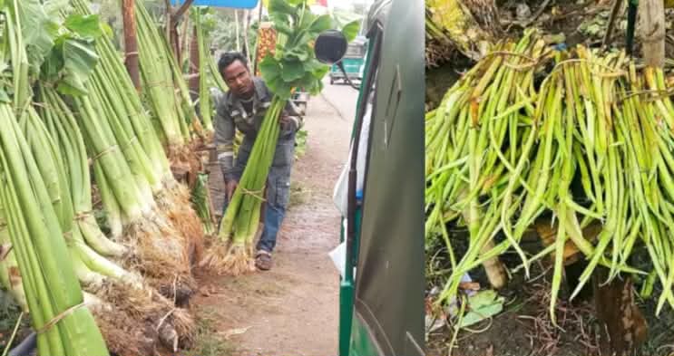 গোলাপগঞ্জের কচু ও লতি রপ্তানি হচ্ছে বিদেশে