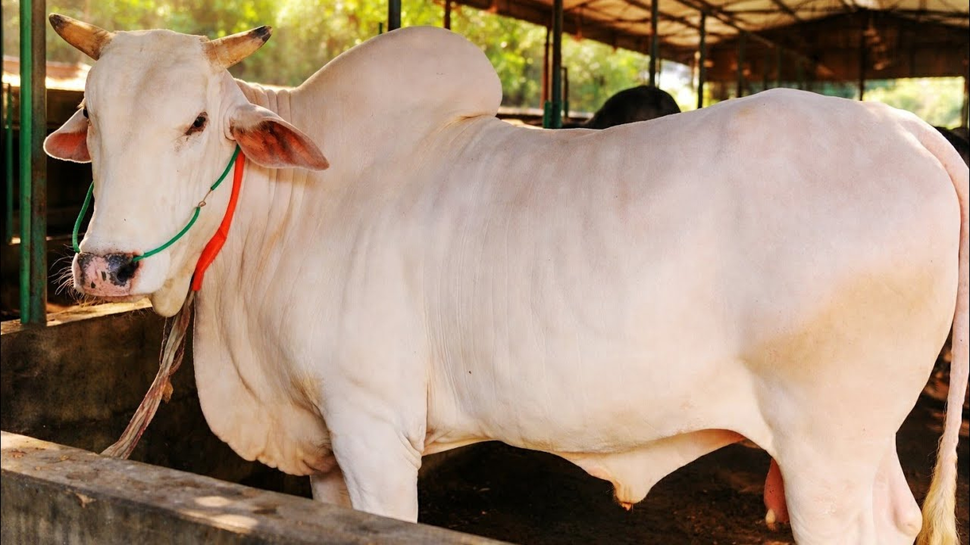 মিরকাদিমের ধবল গরু: ভবিষ্যতের জিনগত সম্পদ