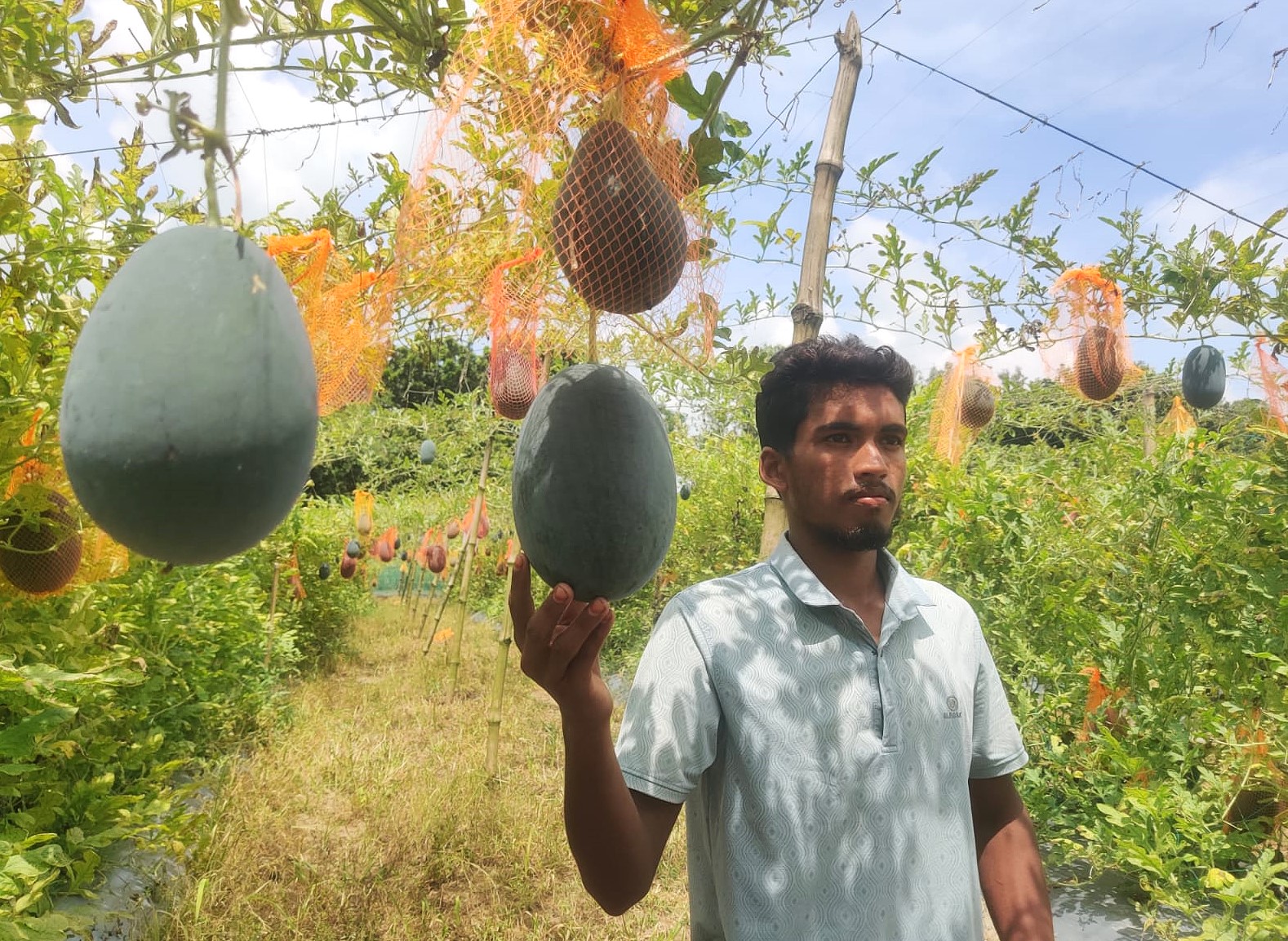 বোচাগঞ্জে পড়াশোনার পাশাপাশি তরমুজ চাষে মাদ্রাসাশিক্ষার্থী মিনহাজের সাফল্য