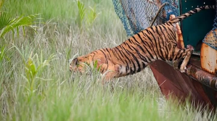 চিকিৎসা শেষে সুন্দরবনে  বাঘ অবমুক্ত