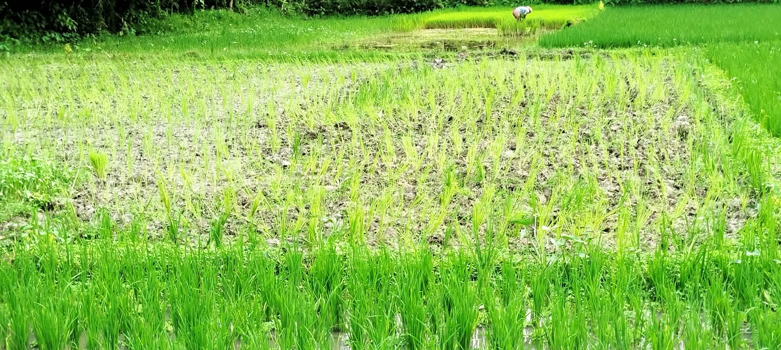 বারহাট্টায় রোপণ করা ধান নষ্ট করে জমি দখলের অভিযোগ