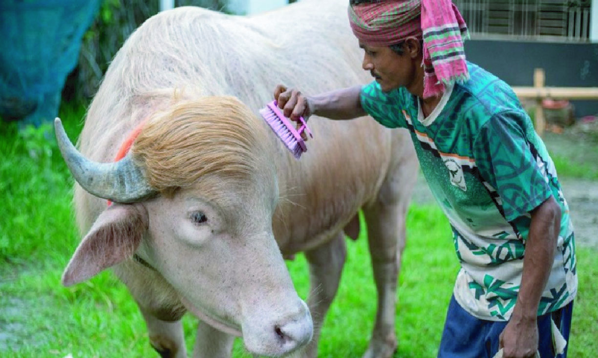 আলোচিত মহিষ ‘ডোনাল্ড ট্রাম্প’ কোরবানী হচ্ছে না, যাচ্ছে চিড়িয়াখানায়