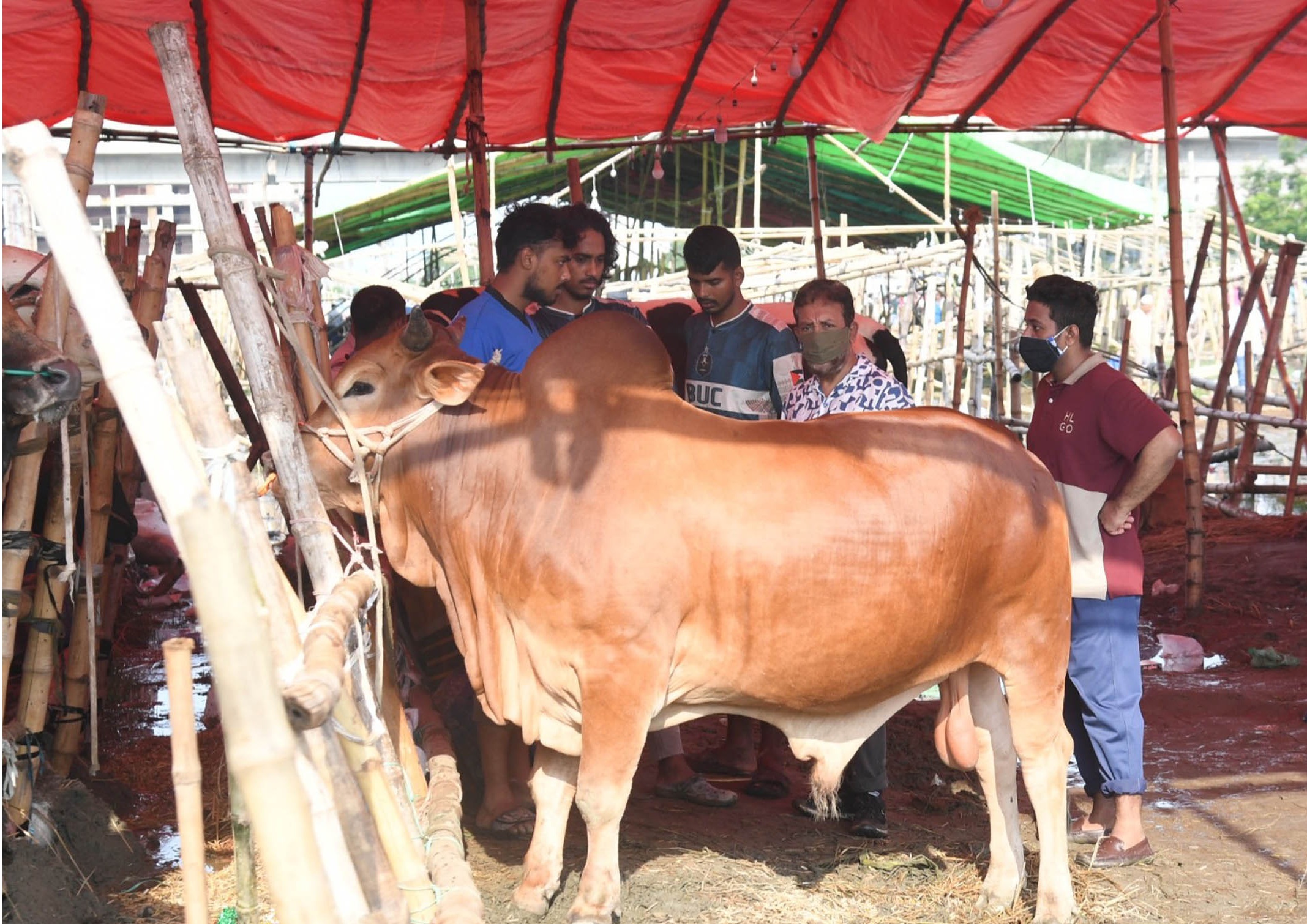 দেশে কোরবানিযোগ্য পশুর সংকট নেই