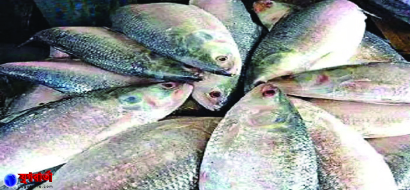 আগামী ৮ থেকে ২৯ অক্টোবর পর্যন্ত ২২ দিন সারাদেশে ইলিশ ধরা নিষিদ্ধ
