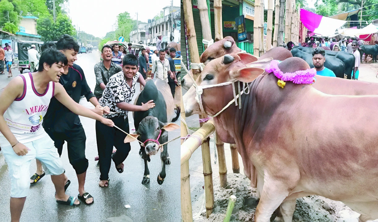 ফরিদপুরে কোরবানির হাটে প্রাণচাঞ্চল্য, বাড়ছে বেচাকেনা