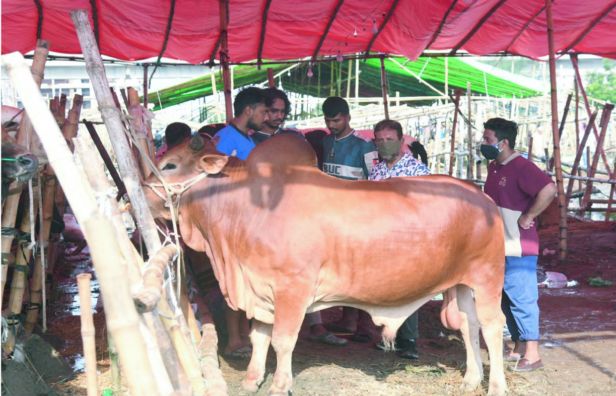 শেষ মুহূর্তে জমে উঠেছে কোরবানির হাট, বৃষ্টি-কাদায় ভোগান্তি তবুও বেচাকেনা তুঙ্গে