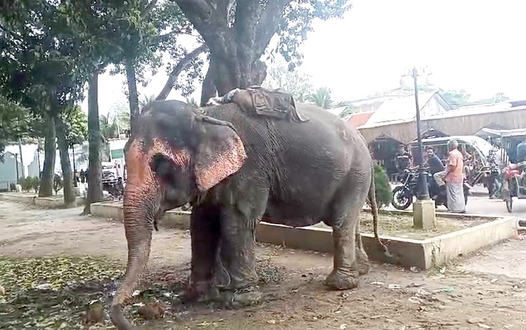 ফরিদপুরে হাতির ধাক্কায় ইজিবাইক উল্টে প্রাণ গেল ১০ মাসের শিশুর