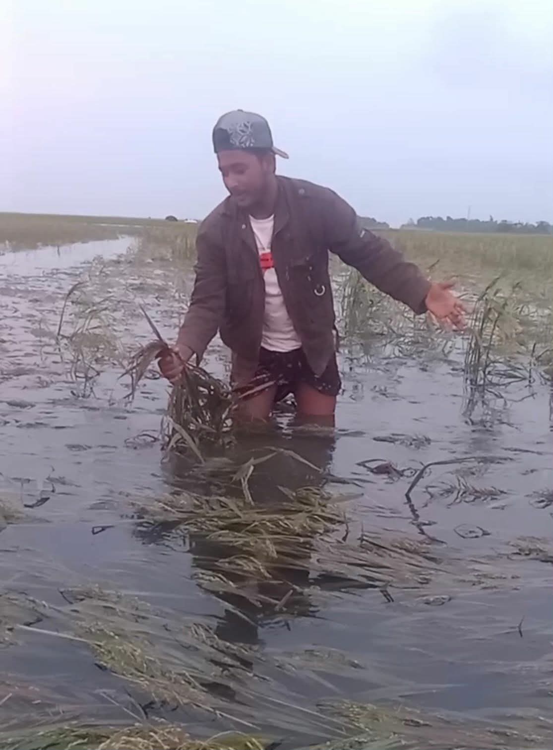 হাওরে কান্না, অতিবৃষ্টিতে ধানে পচন, কৃষকের স্বপ্নভঙ্গ