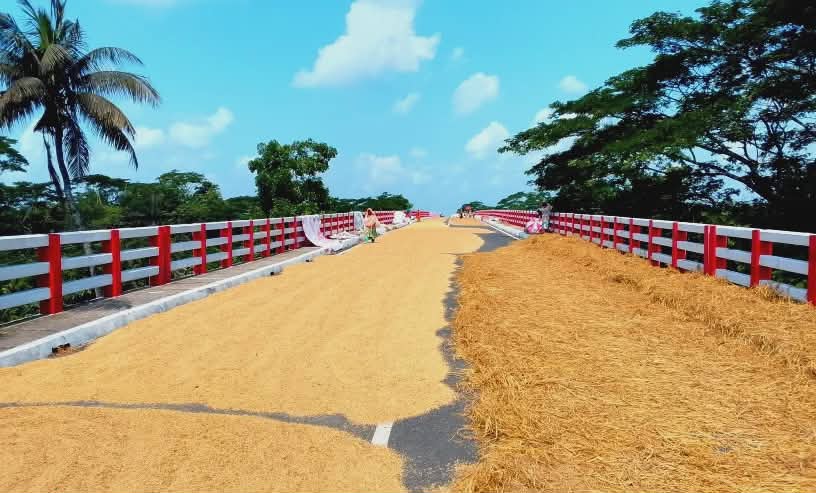 বৈরী আবহাওয়ায় বরিশালের বিলাঞ্চলে কৃষকদের ধান ও খরকুটো শুকানোর একমাত্র ভরসা সেতু ও রাস্তা।