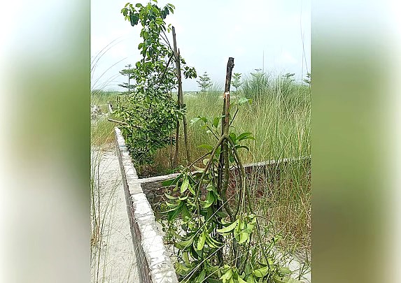 মাধবদীতে দেশীয় অস্ত্র নিয়ে ফলদ-বনজ গাছের চারা কর্তন, শাস্তির দাবি