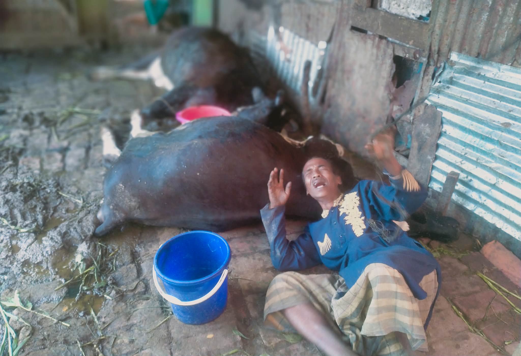 বানারীপাড়ায় বিদ্যুৎস্পৃষ্টে দুটি গাভীর করুন মৃত্যু,অল্পের জন্য মালিকের প্রাণ রক্ষা