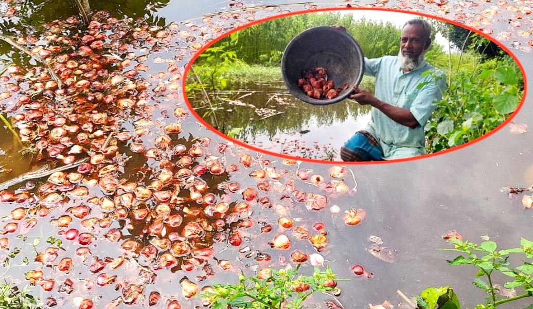 ফরিদপুরের সালথায় ন্যায্যমূল্যের সংকট:পানিতে ভাসছে পেয়াজ