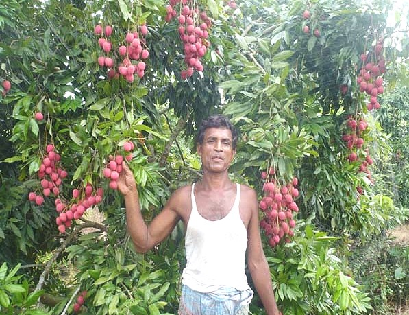 পিরোজপুরে লিচু চাষে মডেল তারাবুনিয়ার কৃষক হংসপতি মিস্ত্রী
