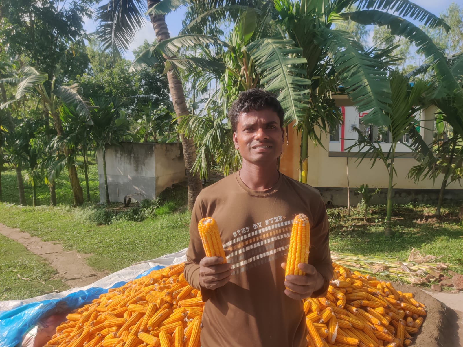 আলুর ক্ষতি পুষিয়ে দিচ্ছে আগাম ভুট্টা, স্বস্তিতে কৃষক