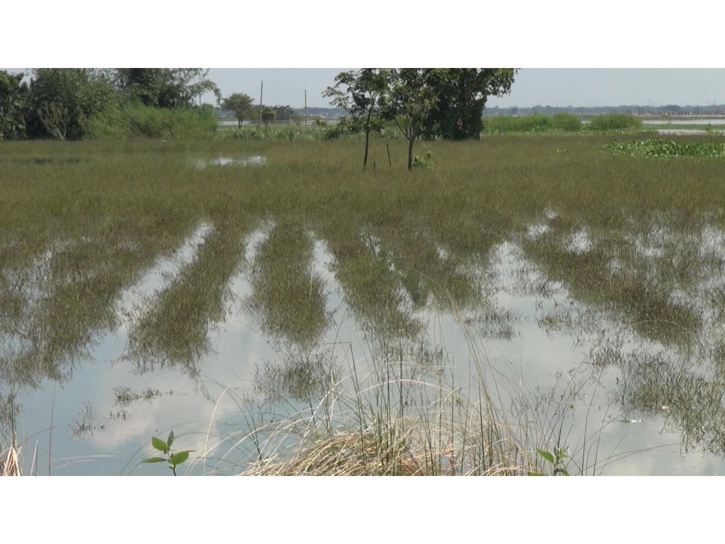 দৌলতপুরে চরে বন্যায় ১ হাজার ৬০ হেক্টর জমির ফসলের ক্ষতি, দিশেহারা কৃষক