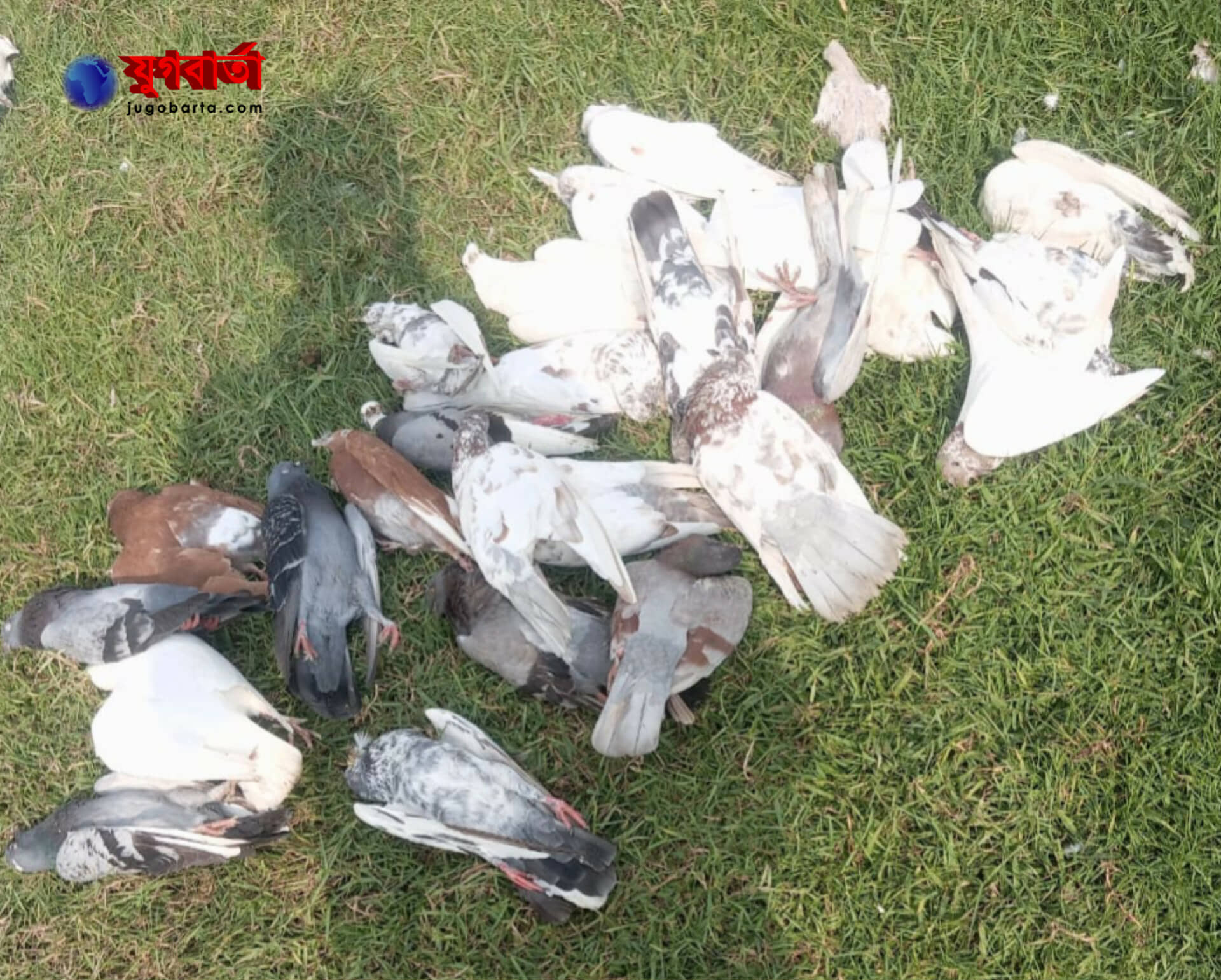 8040833a-693c-42ef-a7da-dc81a504f77e37998