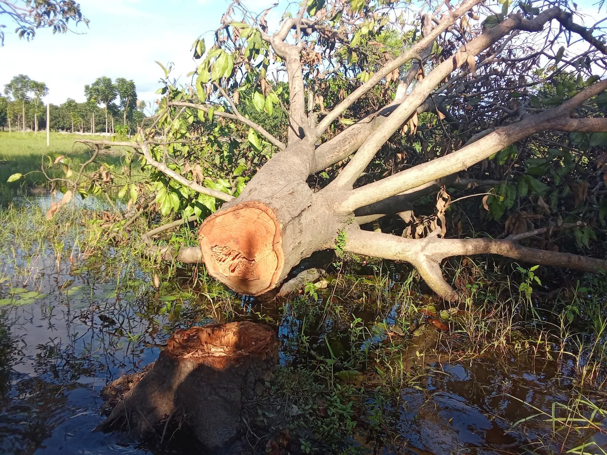 d7bf5115-435b-494b-8171-e650609a0a5735440