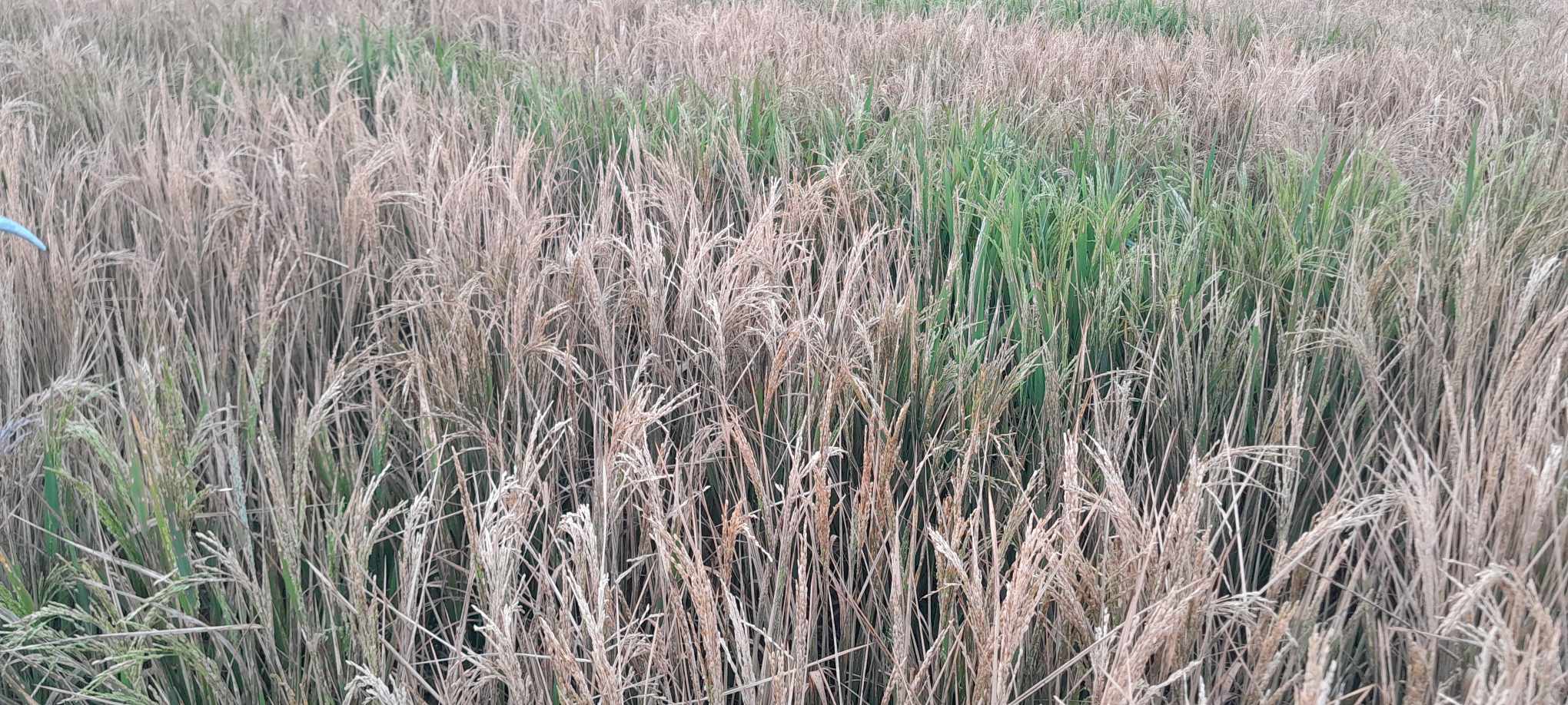 fe0cdd88-d7b6-4b56-a896-b018d2c24c1133075