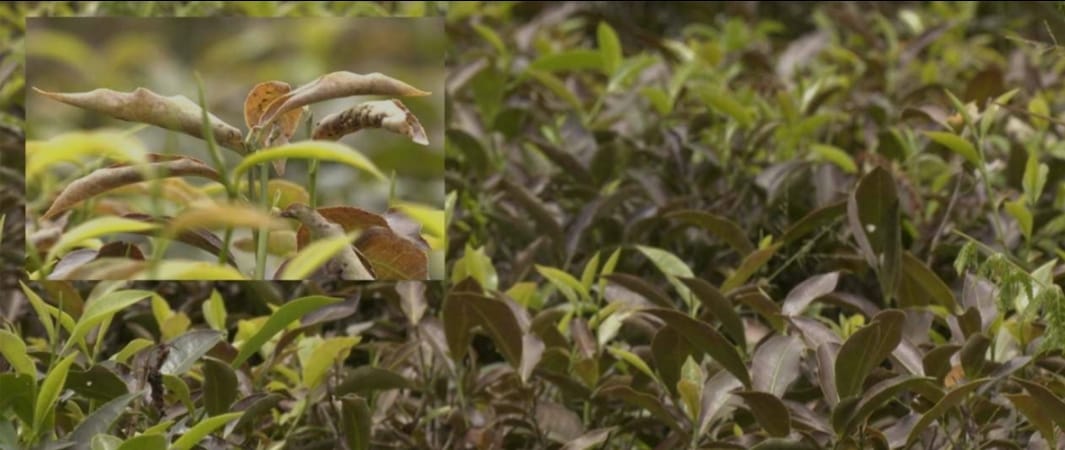 64609e8a-c8a1-4a29-bb6e-abb652c59d1936262