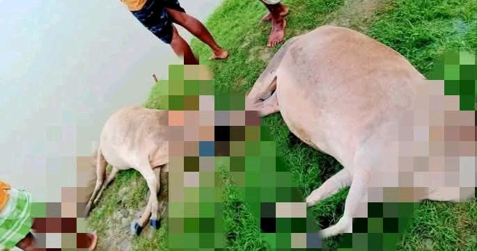 ef73f0ee-025b-44fa-89b7-f8eba7679de636155